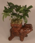 Plant in Elephant Planter by Wilhelmina