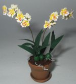 Orchid Odontoglossum Critrinum by Paula Gilhooley
