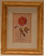 Botanicle #C Framed Print by McBay