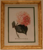 Hydrangea Framed Print by McBay