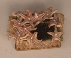 Starefish & Urchin Basket by Linda Cummings