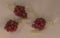 Red Grape by Pat Richmond