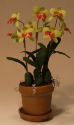Orchid Cattleye Sweet Afton by Paula Gilhooley