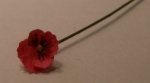 Garden Shop Pansy "Pink Saphire" set of 3 by Patricia Hopkins