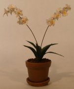 Odontoglossum Orchid Crispum by Paula Gilhooley
