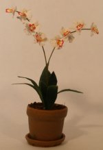 Odontoglossum Orchid Citrinum by Paula Gilhooley