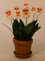 Miltonia Orchid Robert Strauss by Paula Gilhooley