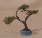 Bonsai #3