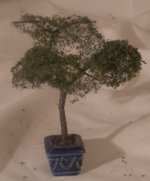 Bonsai #4