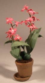 Orchid Calanthe Trinity by Paula Gilhooley