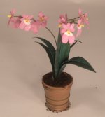 Orchid Milton Pink Lady in Garden Pot #6 by Paula Gilhooley