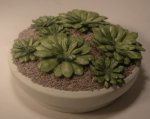 Echiveria Grouping Green by Karl Blindheim
