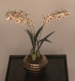 Macaleria Orchid in Metalic Pot by Paula Gilhooley