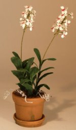 Orchid Vanda by Paula Gilhooley