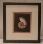 Framed Print Seashell #155A by McBay