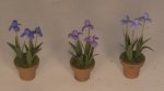 Set of 3 Iris in Clay Pots #1 by Artistic Florals