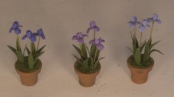 Set of 3 Iris in Clay Pots #1 by Artistic Florals