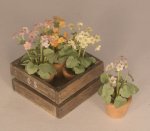 Flowers Pots in Crate #5 by Chantal Siguret