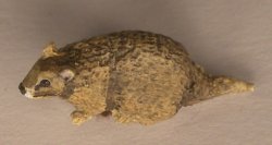 Rat #2 by David Ward