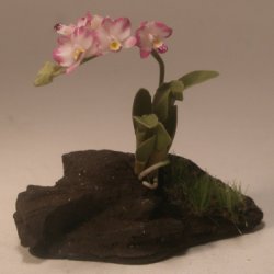 Orchid #82 by Pat Richmond