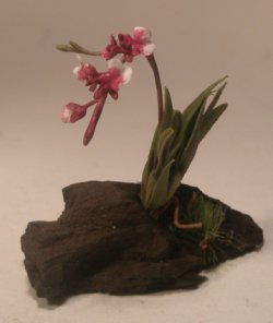 Orchid #81 by Pat Richmond