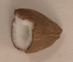 Coconut Half by Georgia Marfels