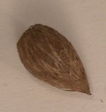 Coconut by Georgia Marfels