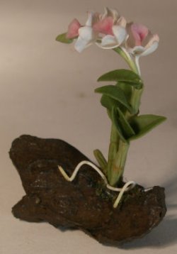 Pink Orchid on Rock by Pat Richmond