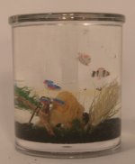 Tropical Fish Tank #15 by Tanuki & Rose