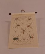 Natural History Chart #7 by L.Delaney