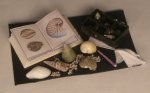 Seashell Collector by Montserrat Folch