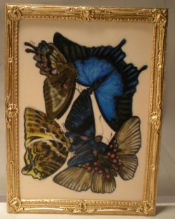 E.A. Seguy's Burrerfly/Insect Study #10 by Christopher Whitford