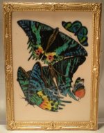 E.A. Seguy's Burrerfly/Insect Study #17 by Christopher Whitford