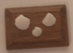 Fossil Shells Speciman #9 by Wendy Smale