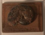 Fossil Ammonite Speciman #11 by Wendy Smale