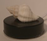 Seashell on Lighted Base #59 by Wendy Smale