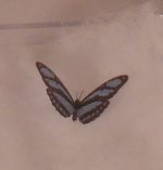 Butterfly #7 by Jeanetta Kendall