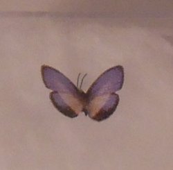 Butterfly #3 by Jeanetta Kendall