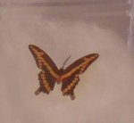 Butterfly #4 by Jeanetta Kendall