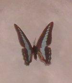 Butterfly #2 by Jeanetta Kendall