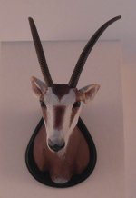 Orix Trophy by Francesca Vernucio