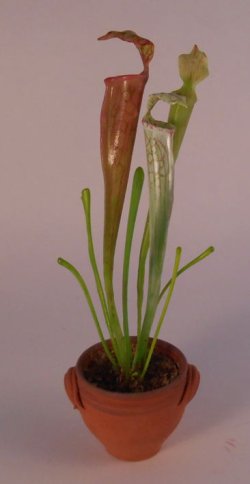 Plant #C by Hiroyuki & Kyoko