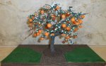 Orange Tree by Paula Gilhooley