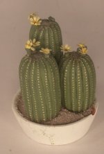 Barrel Cacti #12 by Karl Blindheim