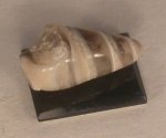 Fossil Speciman Turitella Shell #1840 by Wendy Smale