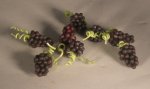 Concord Grape by Pat Richmond