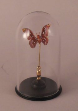 Glass Dome Natural History Butterfly #68 by Henry Bart
