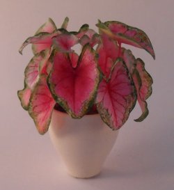 Caladium #1 by Hiroyuki & Kyoko