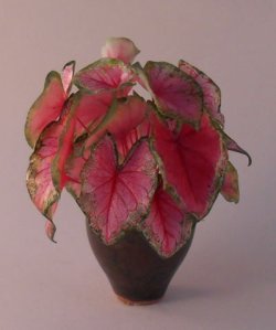 Caladium #2 by Hiroyuki & Kyoko