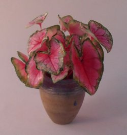 Caladium #3 by Hiroyuki & Kyoko